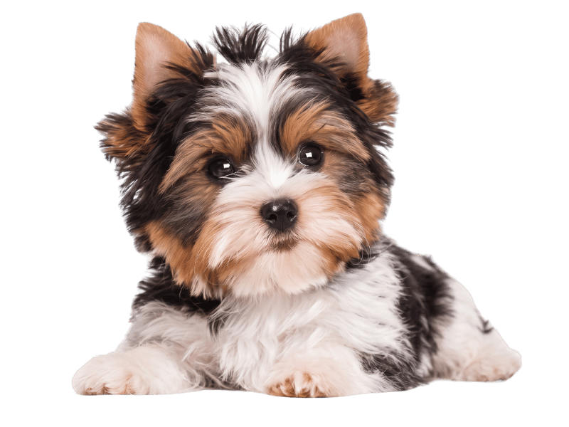 yorkie tea cup