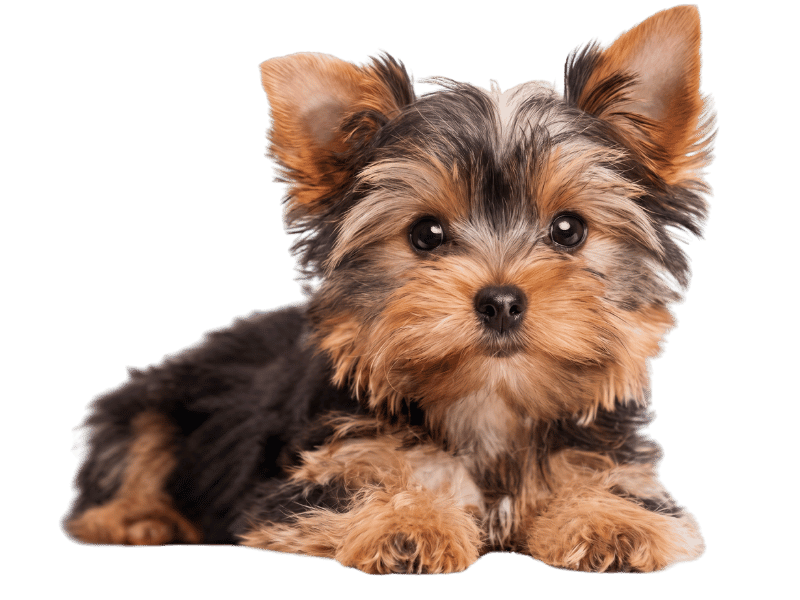 mini yorkie