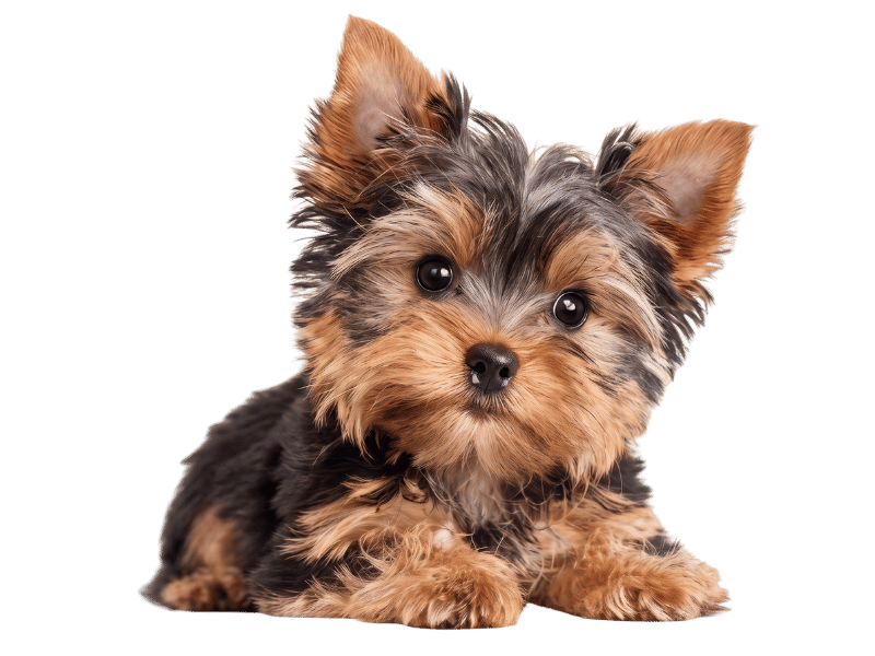 toy yorkshire terrier