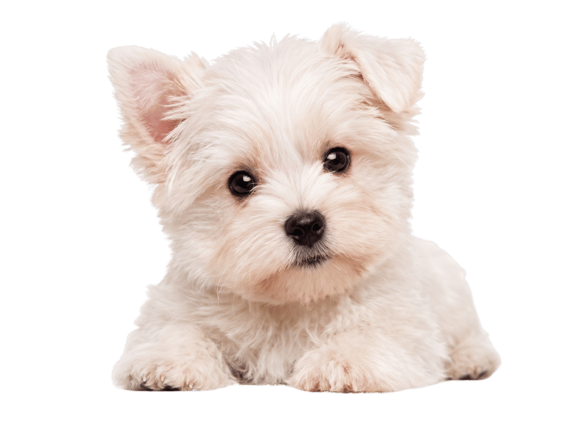 white yorkie