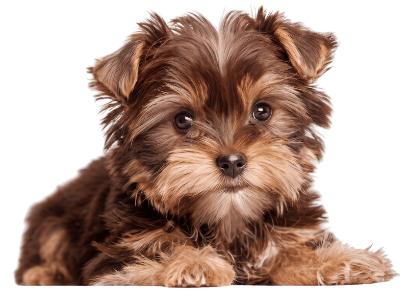 yorkie tea cup