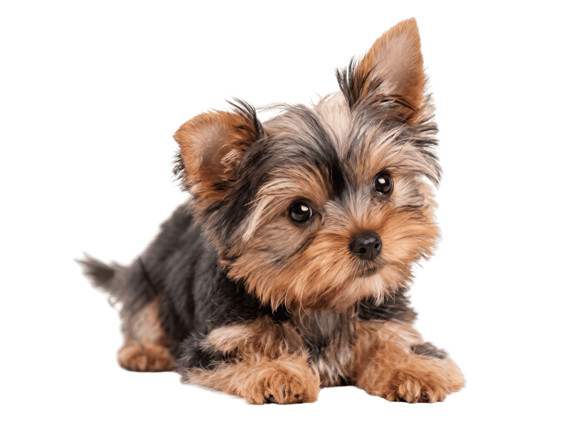 yorkie tea cup