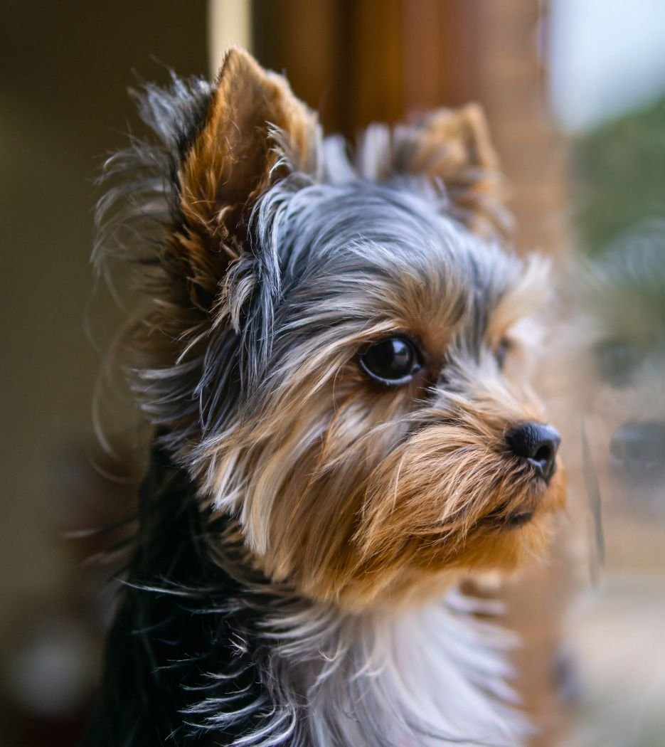 yorkshire terrier precio